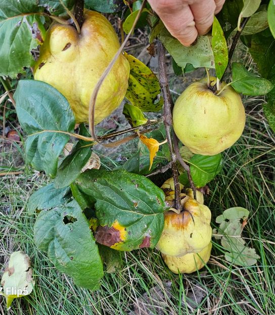 Gutui la balta - Arbusti 2017 23 24