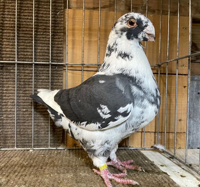  - Porumbei Vânduți