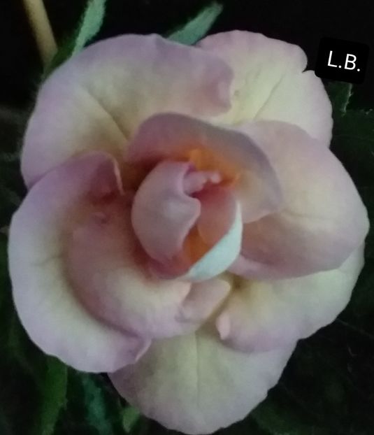 BriD's Luisa Maria - ACHIMENES - 2024