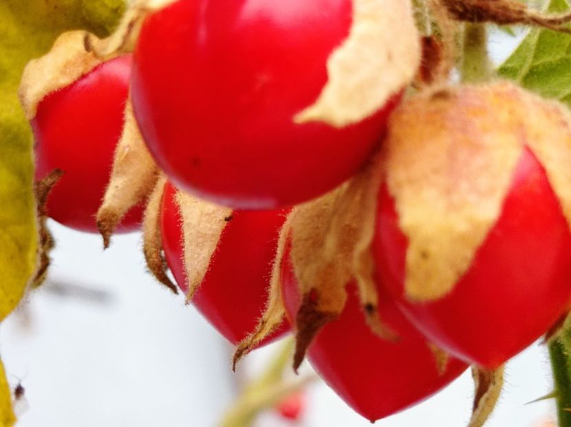 Tomato Litchi - ProVegan