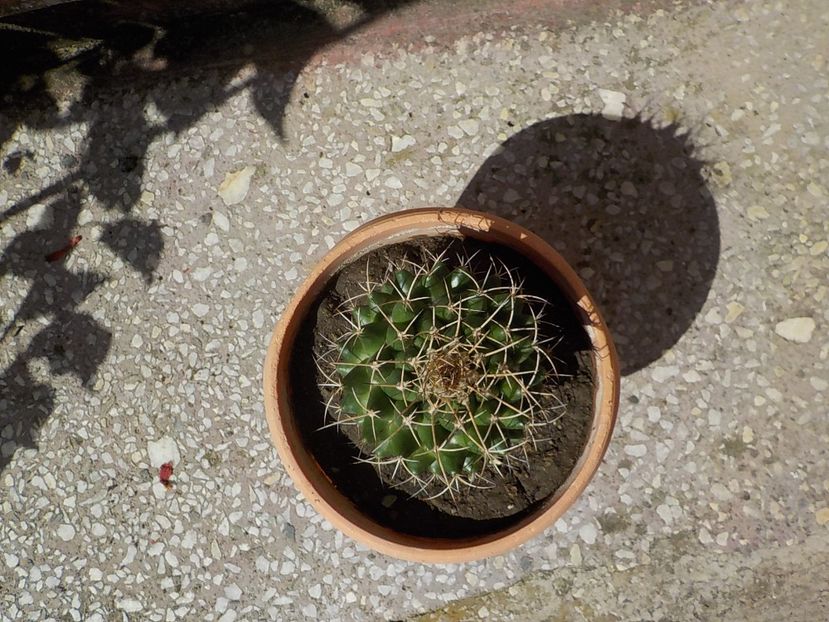  - mammillaria compresa