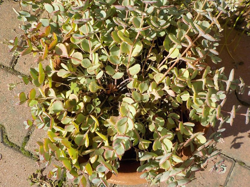  - sedum sieboldii