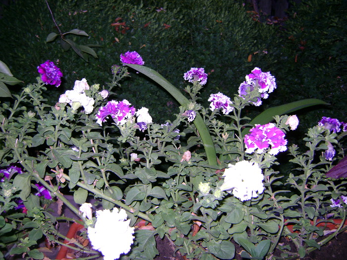 petunii