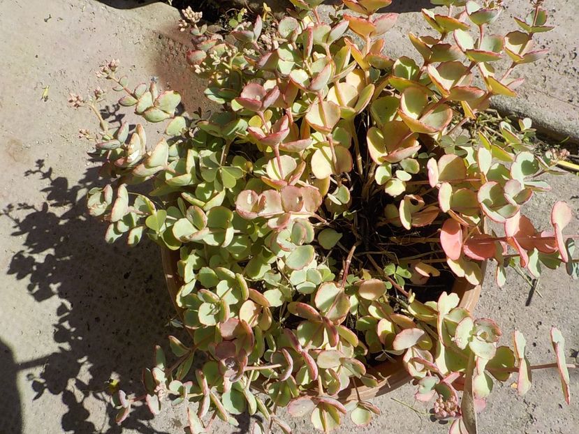  - sedum sieboldii