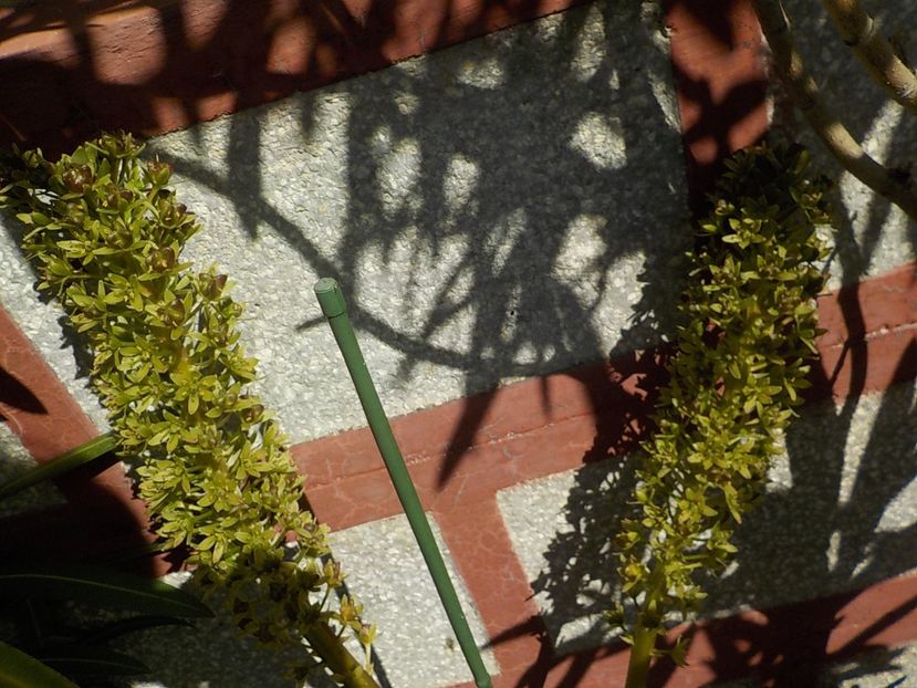  - eucomis