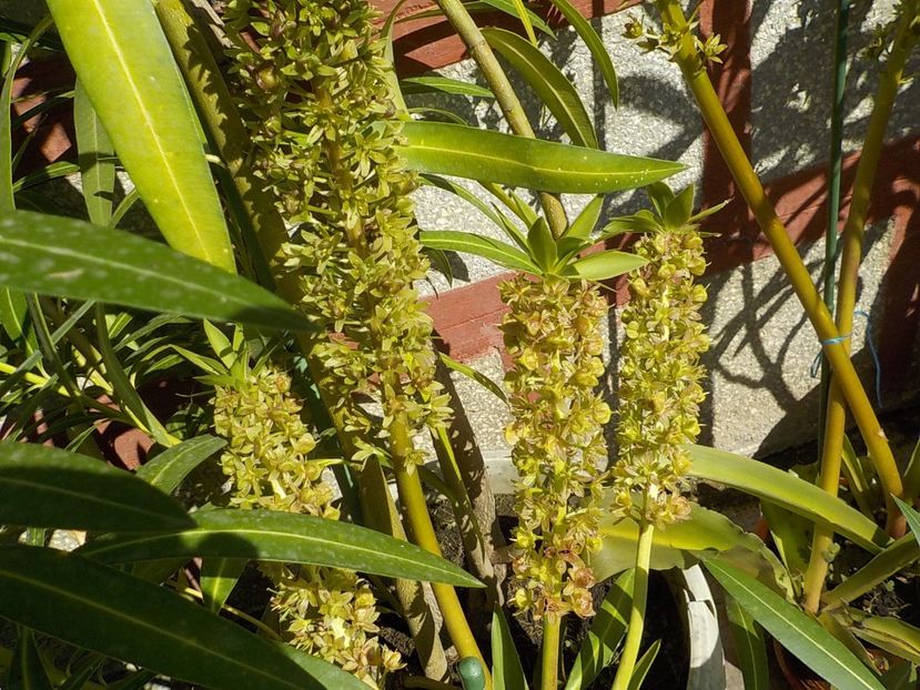  - eucomis