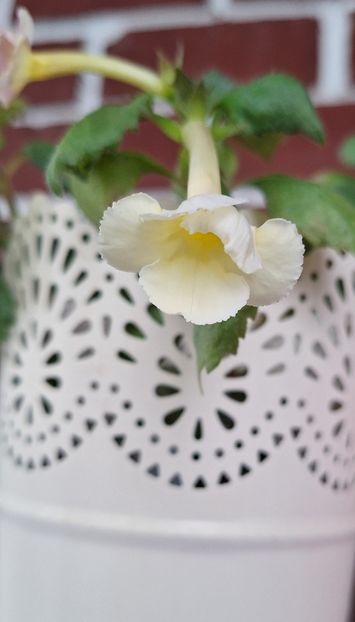 37. Nic ea nu este prea grozava YER - 15 Achimenes 2024