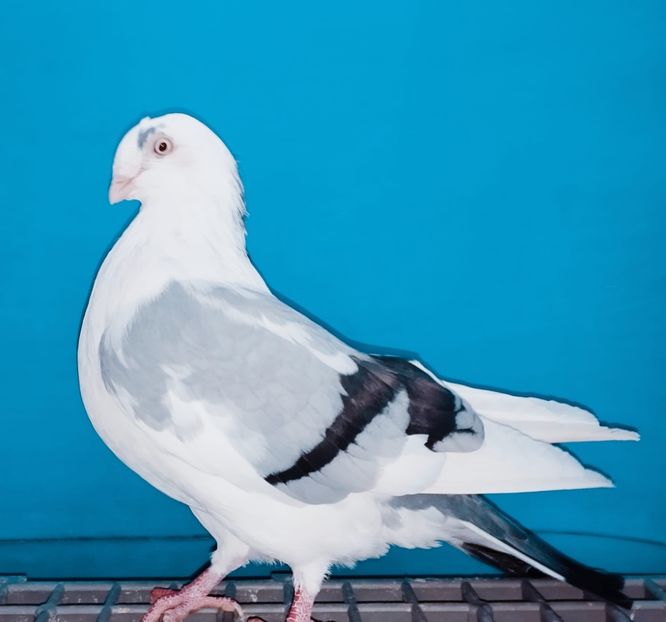 Mascul  2023 - Jucători de Galați