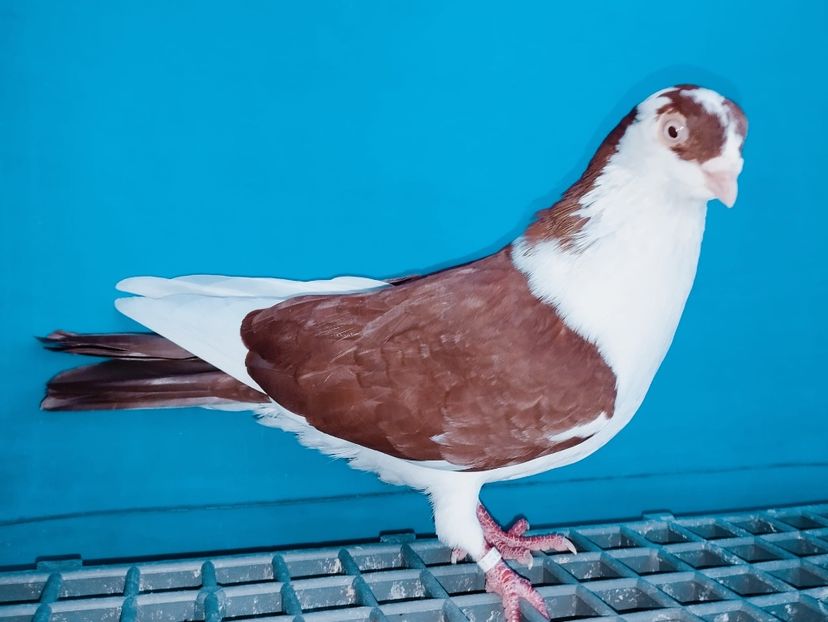 12751(21)  Mascul  2023 - Jucători de Galați