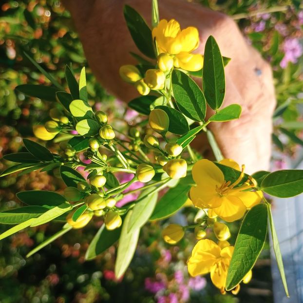 cassia occidentalis - arbori ornamentali 2024