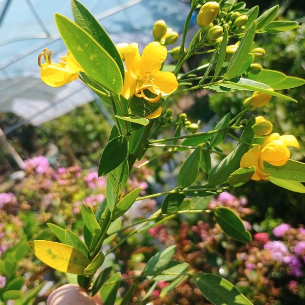  - arbori ornamentali 2024