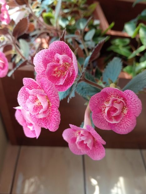  - RFs Roberto Rainbow Dream