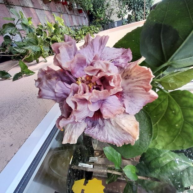  - Diamonds are forever