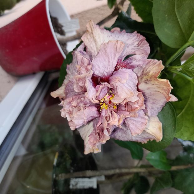  - Diamonds are forever