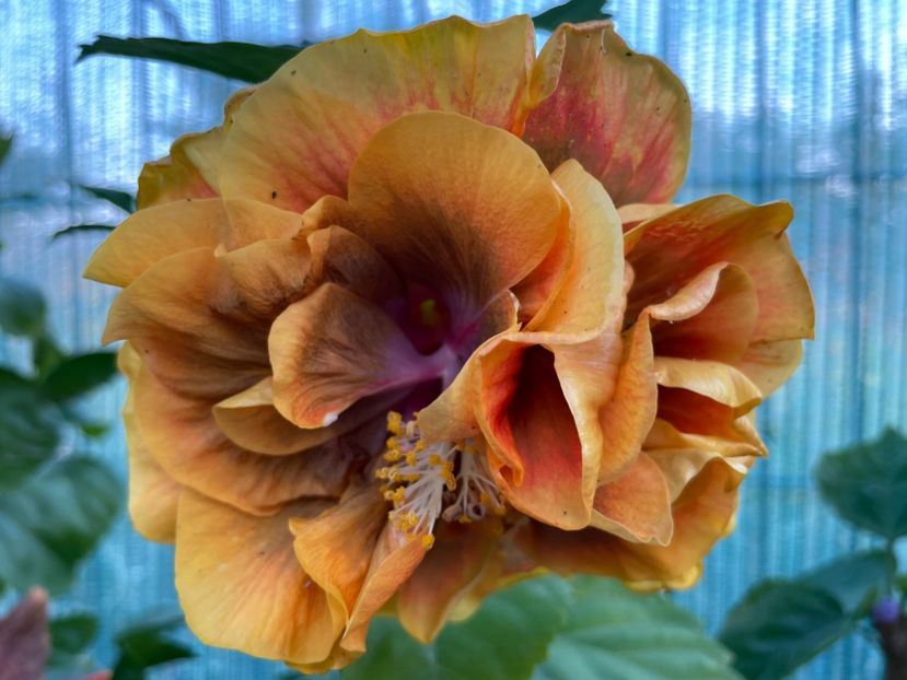  - Chi s garden Forest Rhapsody