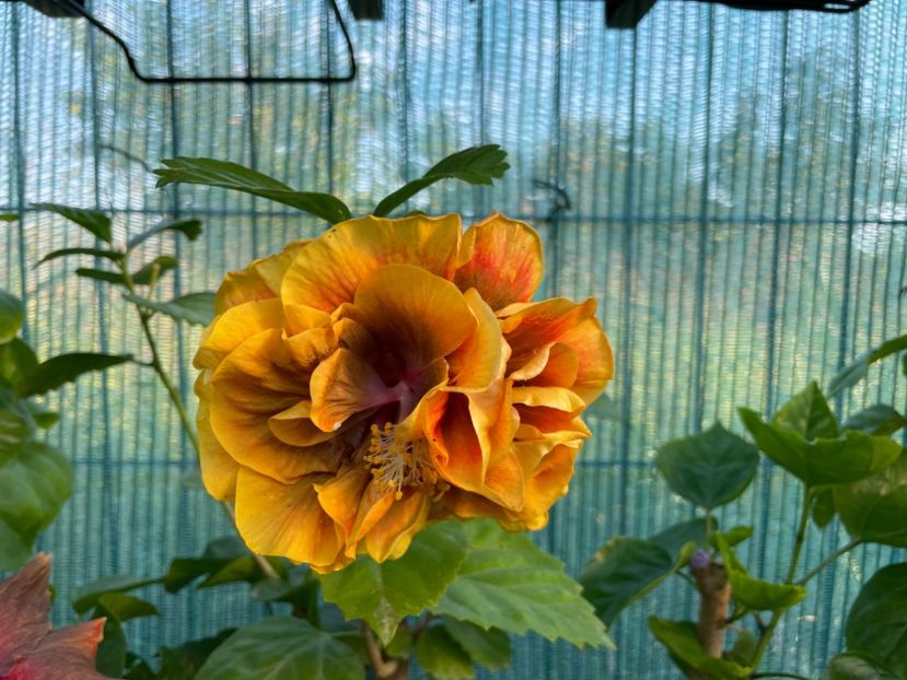  - Chi s garden Forest Rhapsody