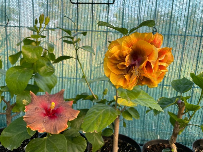  - Chi s garden Forest Rhapsody