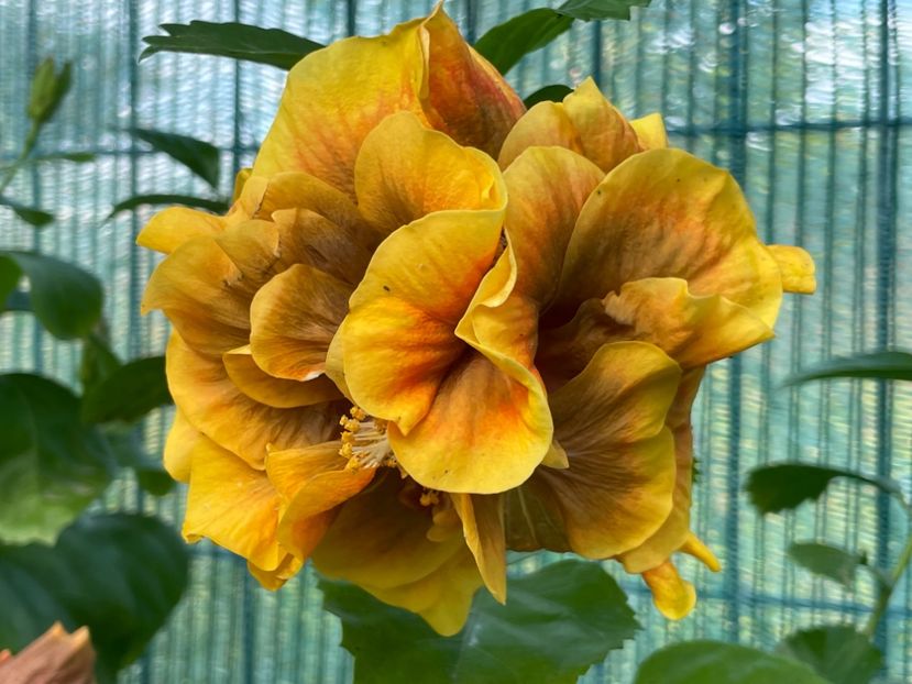  - Chi s garden Forest Rhapsody