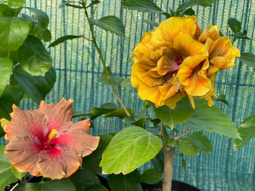  - Chi s garden Forest Rhapsody