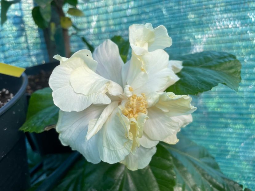  - Elephant Ear