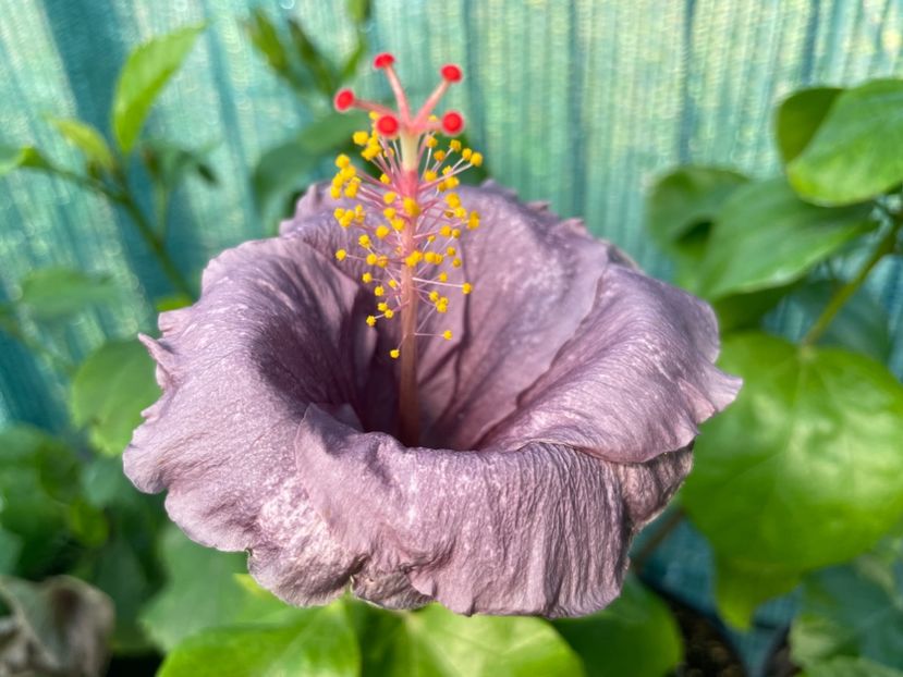  - DPs Purple Drops