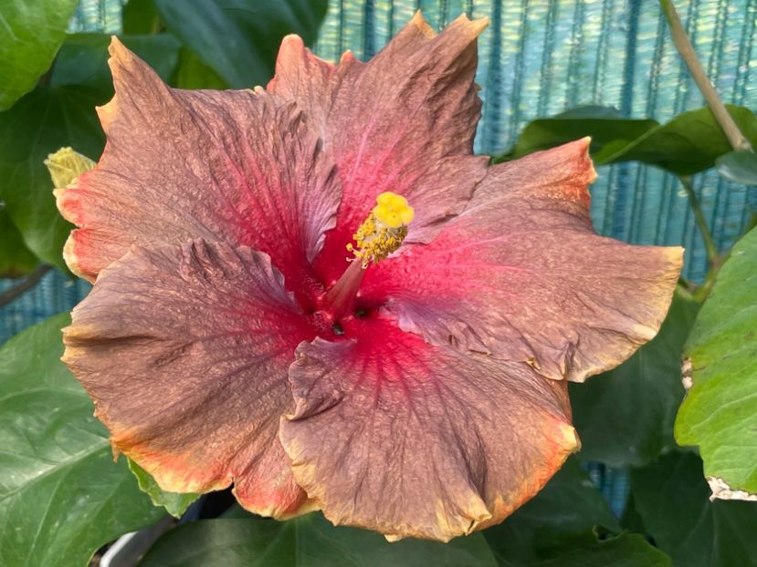  - X - Moorea Juan Lucas