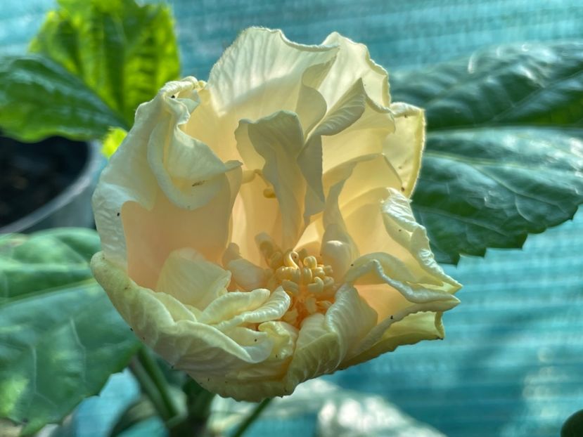  - 001 - Hibiscusi 2024 - 2