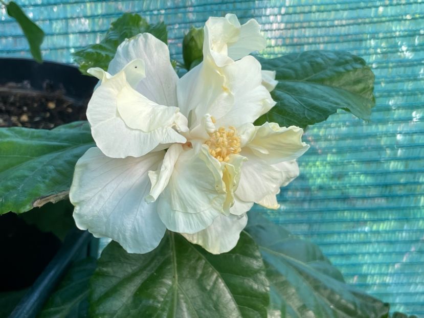  - 001 - Hibiscusi 2024 - 2