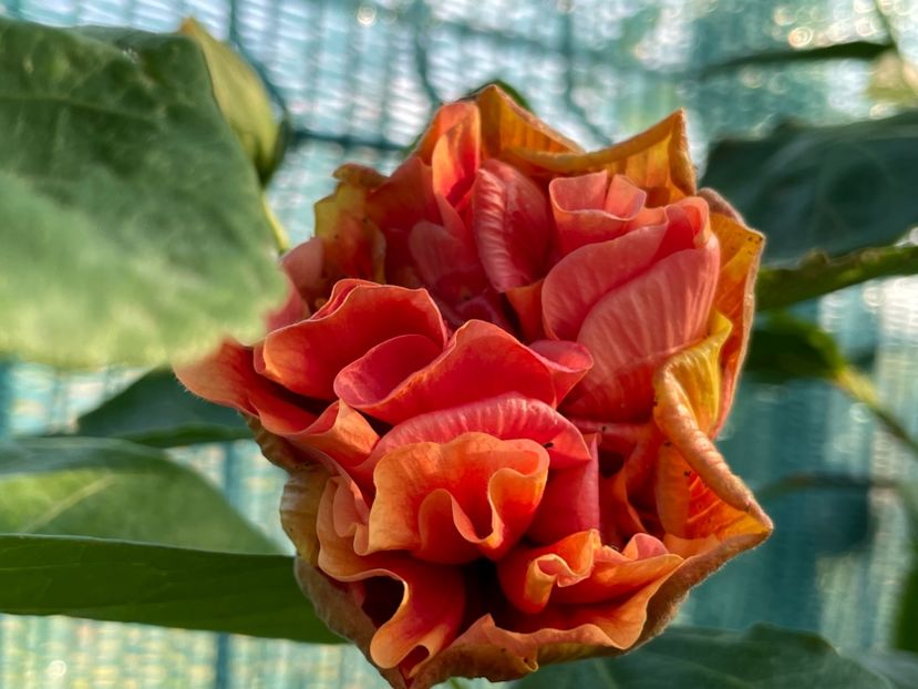  - 001 - Hibiscusi 2024 - 2