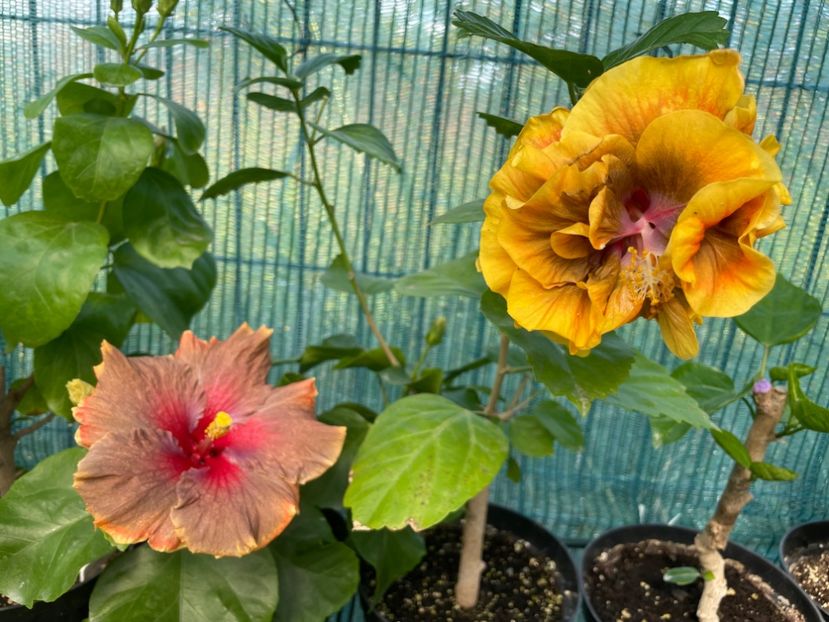  - 001 - Hibiscusi 2024 - 2