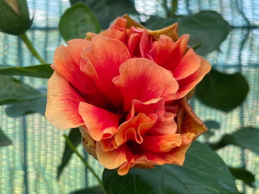  - 001 - Hibiscusi 2024 - 2