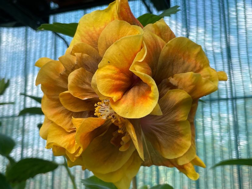  - 001 - Hibiscusi 2024 - 2