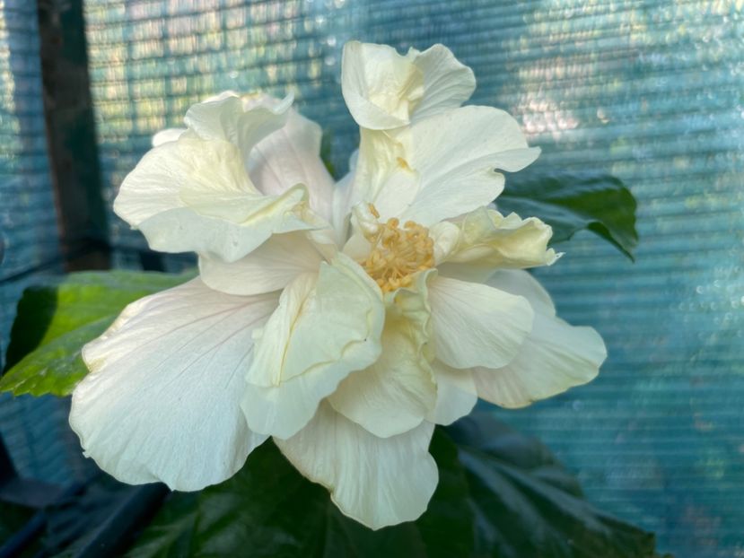  - 001 - Hibiscusi 2024 - 2