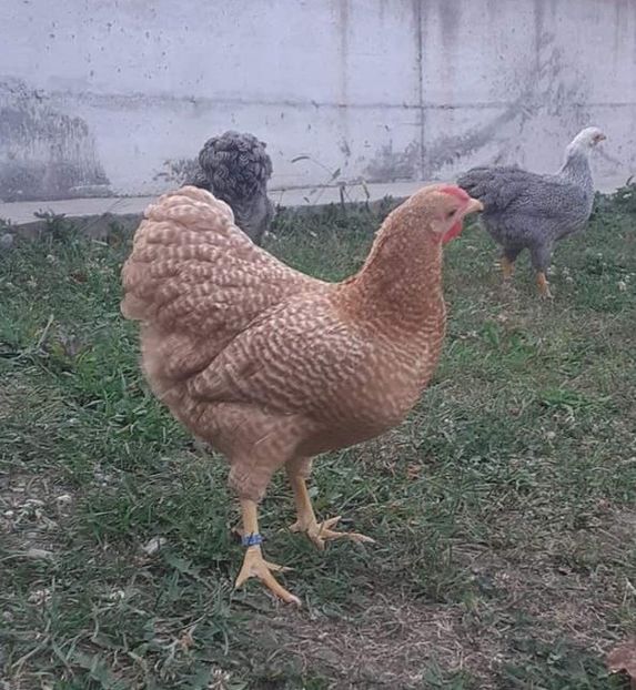  - Wyandotte pitic galben barat 2024