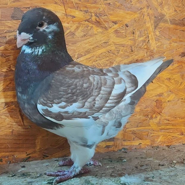  - 3---AGH DAȚI 2019 - 2025