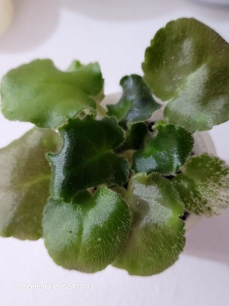 LE- Flameco - 0 disponibil septembrie 2024