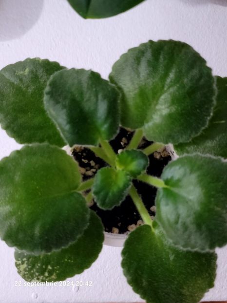 VaT Kholodnoe Serdtse - 0 disponibil septembrie 2024