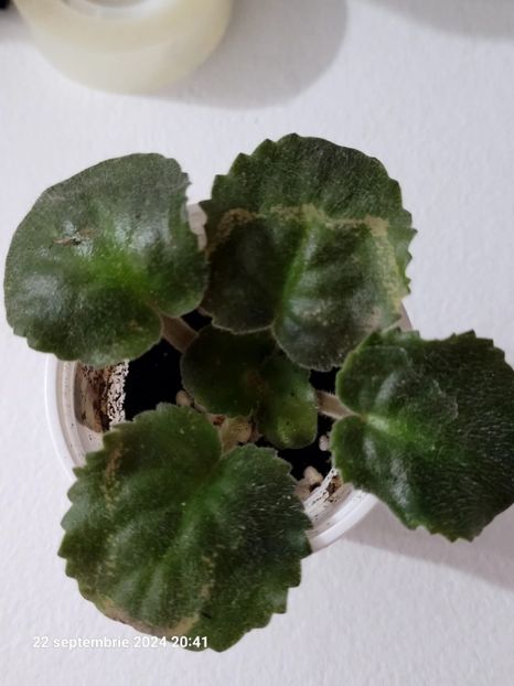 Dn-Рахат Лукум/Dn Rahat Lukum - 0 disponibil septembrie 2024