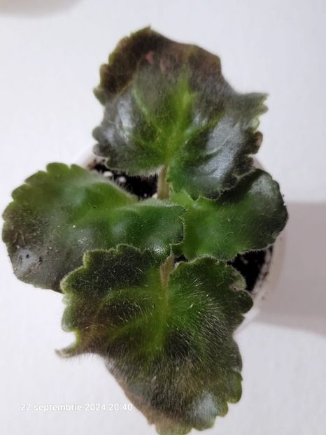 NK-Dekameron - 0 disponibil septembrie 2024