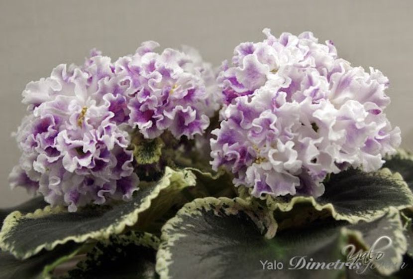 ND-First Class - 0 disponibil septembrie 2024