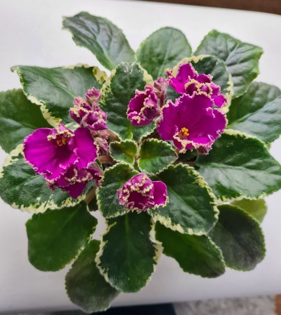 LE- Flamenco - 0 disponibil septembrie 2024