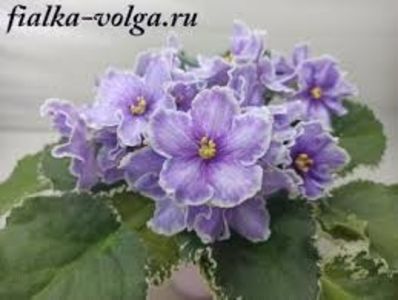 VaT Kholodnoe Serdtse - 0 disponibil septembrie 2024