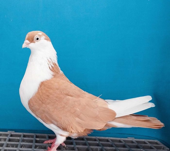 13343  Femelă  2024 - Jucători de Galați