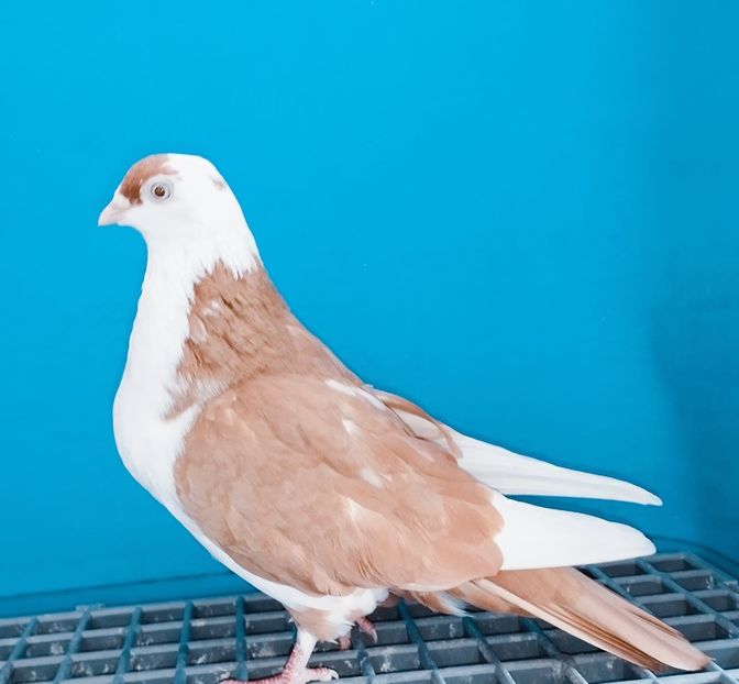 13340  Femelă  2024 - Jucători de Galați