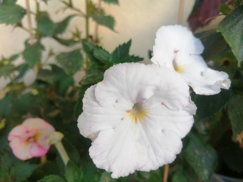  - White Glory
