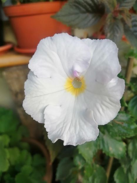  - White Glory