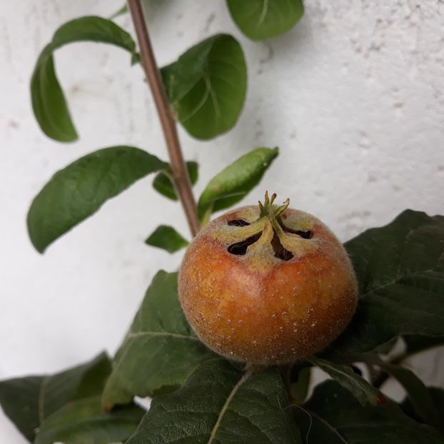  - Moșmon Mespilus germanica