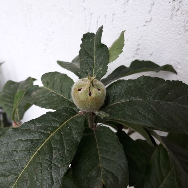  - Moșmon Mespilus germanica