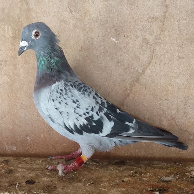 Femela 17-984 - Porumbei vanduti