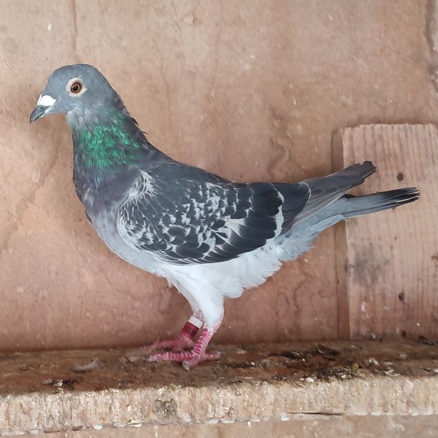 Femela 22-255 - Stropit